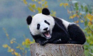 这只大熊猫厉害了，会模仿人类的动作，网友：此熊要火！