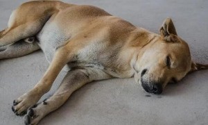 狗狗睡觉时，有这几类个人行为，就是爱主人的表现
