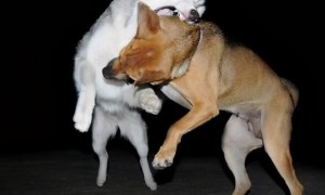 不同品种的狗狗在一起会打架吗？
