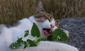 猫咪“吸毒现场” 让猫醉生梦死竟是薄荷草