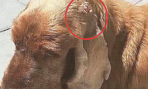 狗狗耳朵长了肉花，认为是皮肤疾病，医院体检见到汇报后，痛哭