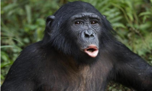 沈阳森林动物园黑猩猩咬伤女饲养员