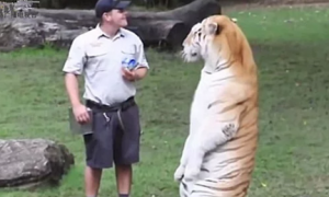 饲养员给老虎喂牛奶，却看得人满脸问号大猫太可爱了吧