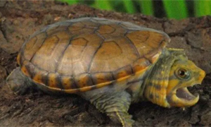 最新确定的新品种蛋龟，瓦拉塔泥龟