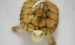 「黄喉拟水龟饲养技巧」水龟中的颜值担当，小青龟怎么养？