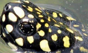 黑池龟是深水龟还是浅水龟？
