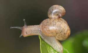 关于蜗牛的简介，感兴趣的看过来