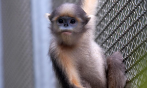 贵州梵净山着力保护“世界独生子”黔金丝猴