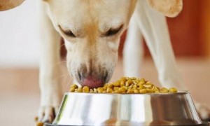 小狗的身心健康，和犬粮也是挺大关联，铲屎官们都了解吗？