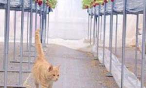 农民“请”猫咪驻守草莓园成为最萌巡逻员