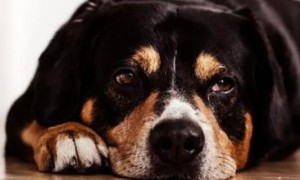 小狗翻肠子是怎么回事？狗狗翻肠子的症状和治疗方法