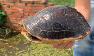 饲养科普：黄缘闭壳龟寿命有多长？