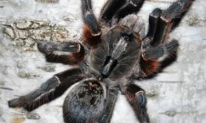东非角巴布蜘蛛有毒吗，适合饲养吗？