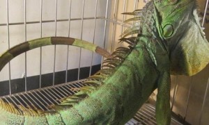 绿鬣蜥怎么养 饲养的时候能给它大一点空间