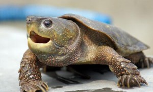 鹰嘴龟离开水能活多少天？有人知道吗？
