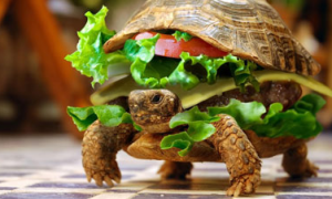 一囧男把乌龟被扮成汉堡登机被查出