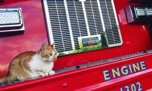 明星猫的雨天惊魂记 被困下水道获消防队解救