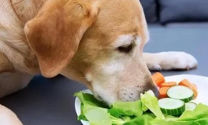 狗狗挑食、不爱吃饭怎么办？以及注意事项