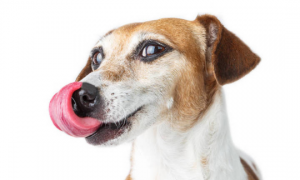 为何“花舌头”的狗狗很火热？缘故这几个方面