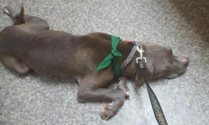 狗被绑在收容所外的电线杆上 最后饿昏过去