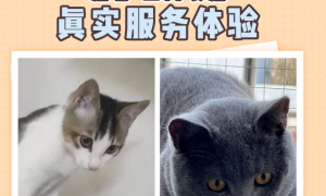 春节过年回老家，有猫巷app不用担心没人照顾猫咪啦！
