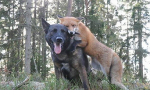 狐狸与狗真正的友谊，亲密无间，酒肉朋友是否就这样来的
