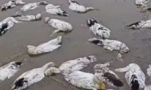 老人养的近4000只鸭子被投毒，网友：真是缺德！