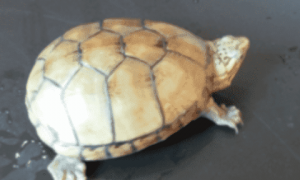 头盔龟凶吗？