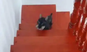 狗狗正上楼梯下一秒网友笑喷