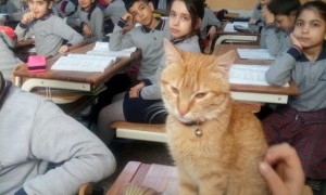 数学课上，老师带猫咪来当助教，结果猫咪趴在老师肩上扭动狂蹭！