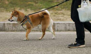 重庆女子小区遛狗，狗被车碾伤又动手术又住院，要求司机赔6千