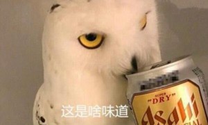 猫头鹰偷尝了一口啤酒, 变得六亲不认: 你也有贡献表情包的时候