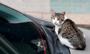 喂了一只流浪猫，它赖在我车里不走了，猫：你长得像我未来的主人