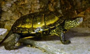 欧洲泽龟是蛋龟吗？欧洲泽龟是什么龟？