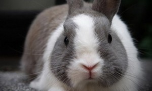 磨光兔怎么养 饲养磨光兔方法解析