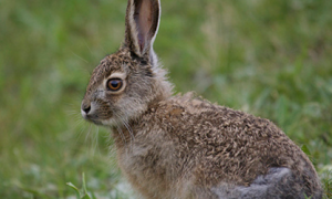 灰尾兔好养吗？其以小灌木的嫩枝叶和树皮为食