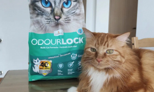 OdorLock晶乐客：猫砂到底该如何选择？