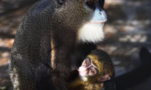 深圳野生动物园首次成功繁殖多格特青长尾猴