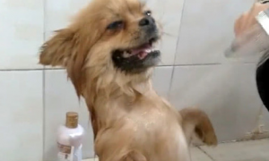 狗狗非常享有冼澡，每一次必须站直了身体，暖系的微笑溶化内心
