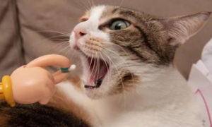 猫咪体内驱虫的具体饮食量，你们知道吗？