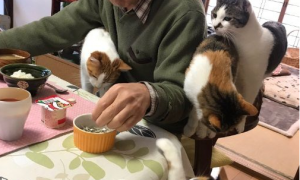 吃个饭压力好大！日本住持每天被爱猫包围
