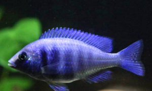 蓝宝石鱼能长多长 该鱼体长12~15厘米