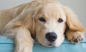 狗狗癌症通常必须化疗，但实际上是有负作用的