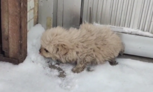 呆萌小土狗却被抛弃在冰天雪地里