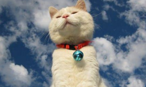 国晖北京律师事务所 | 网购买了“星期猫”导致自家猫死亡，谁来赔