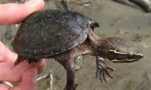 密西西比麝香龟怎么养？