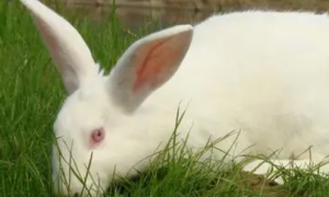 新西兰兔喂什么饲料 营养平衡的重要性