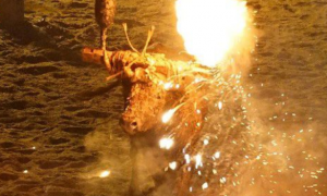 西班牙村庄奔牛节 依然有残忍虐待动物的传统仪式