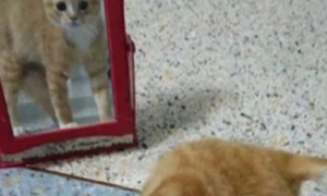 主人买了一个镜子，猫咪路过时的反应过于有趣：你是哪位