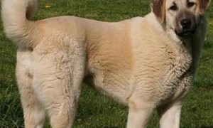 安娜图牧羊犬的特点 具有非常强的耐力